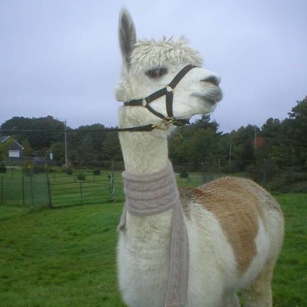 alpaca Scarf